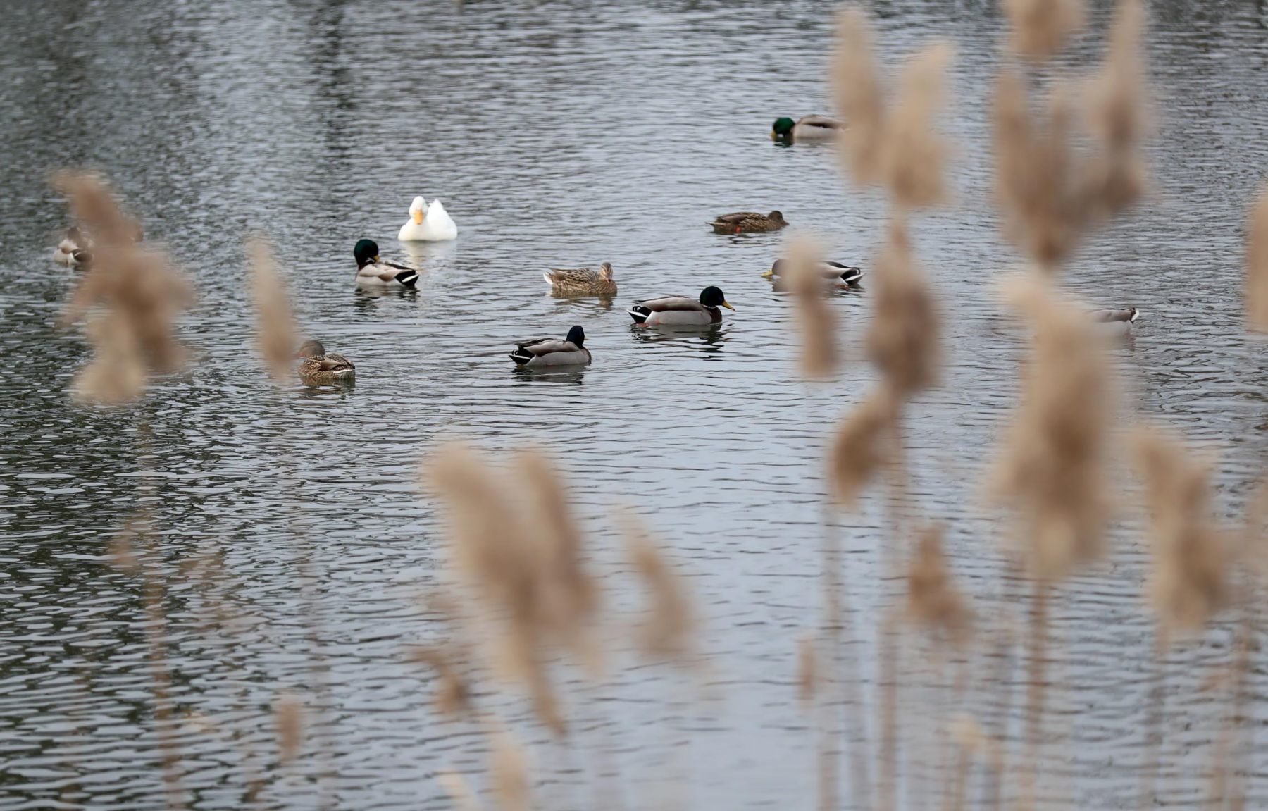 Patriot Park Pond Winter